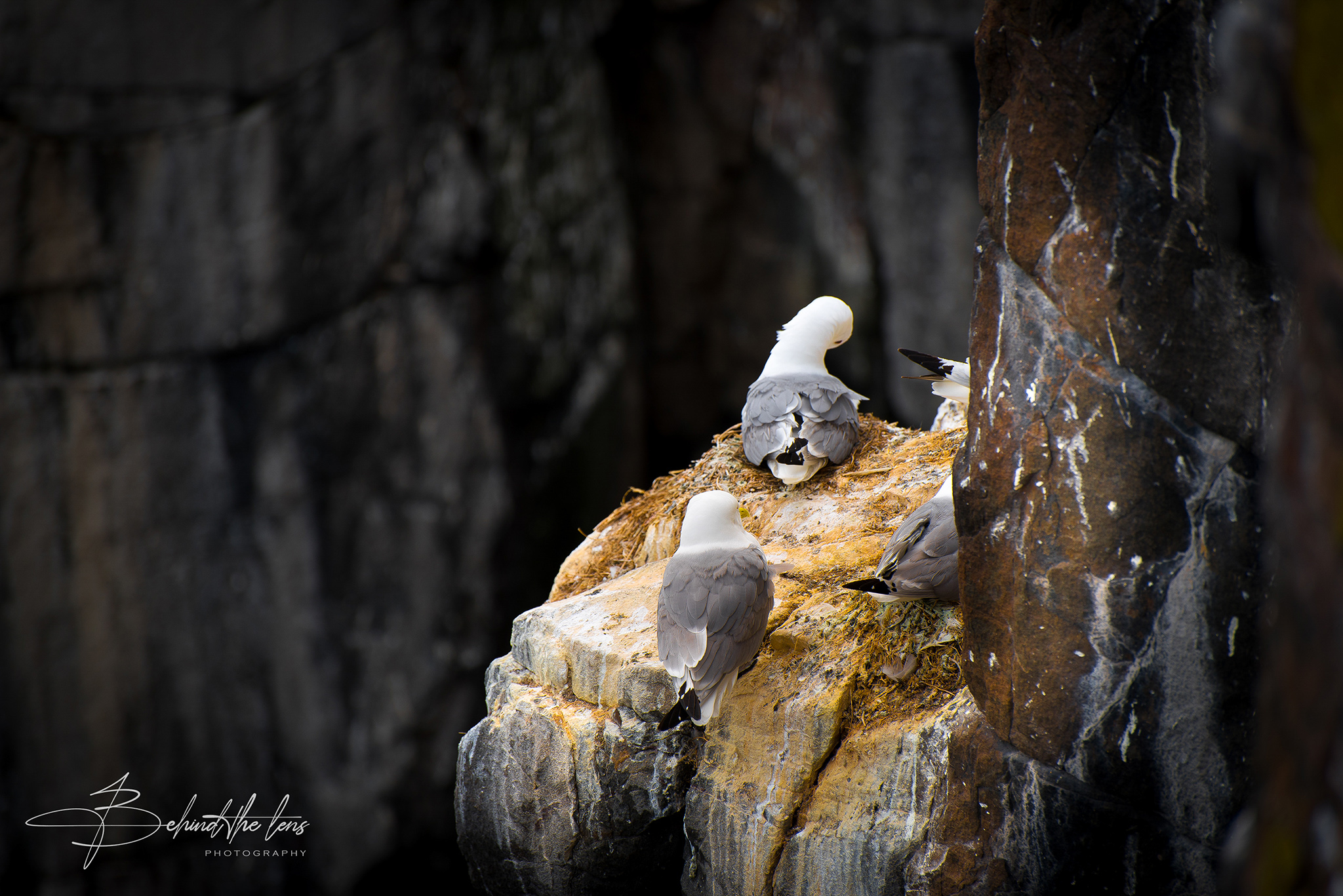 Photography - Farne Islands